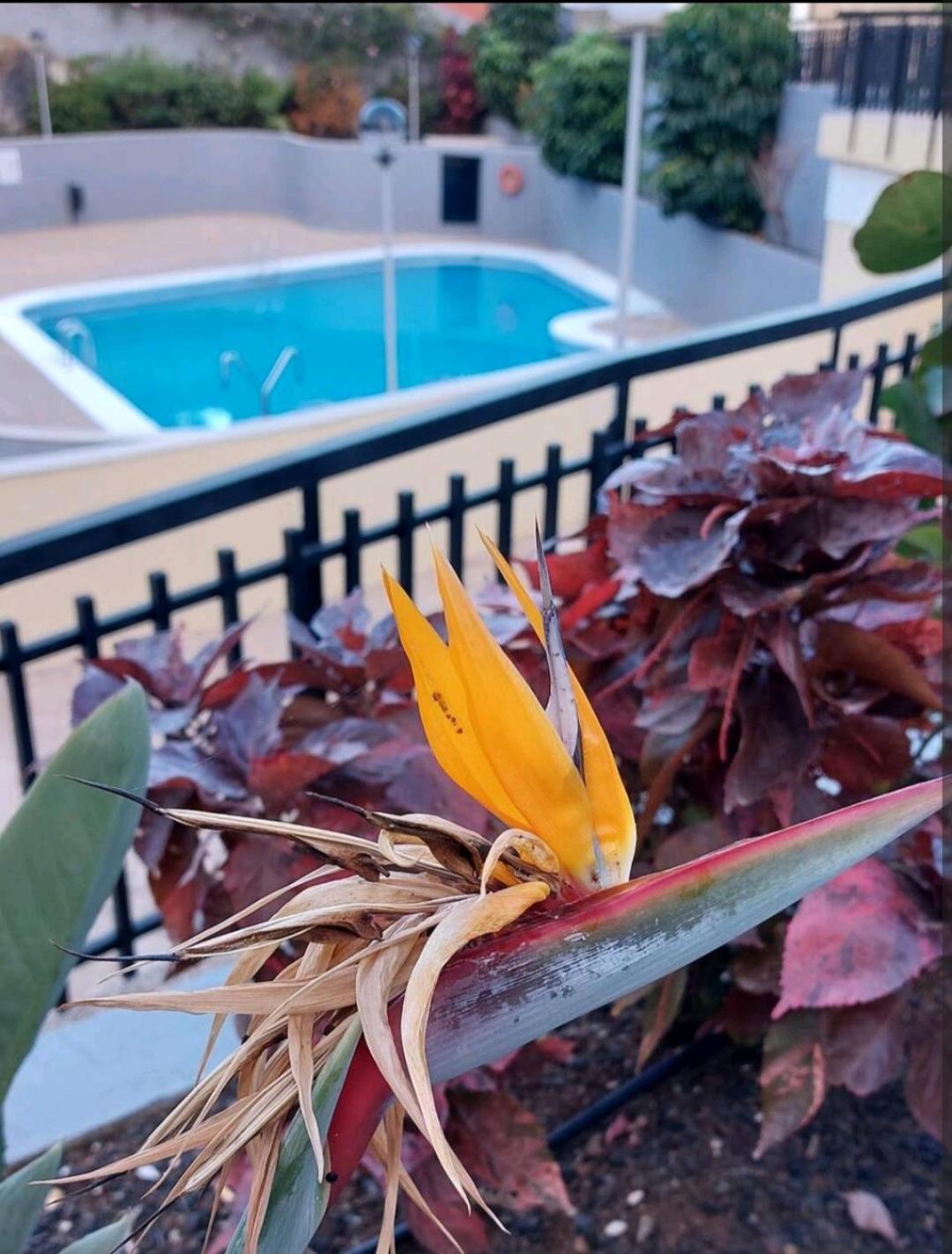 Apartment Balcon Atlantida